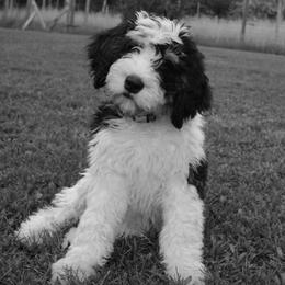 Bernedoodles from Blissful Bernedoodles
