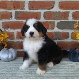 Luke - Black rust and white male Bernese Mountain Dog puppy in Pine Grove, Pennsylvania from Tierra de Esperanza Eterna