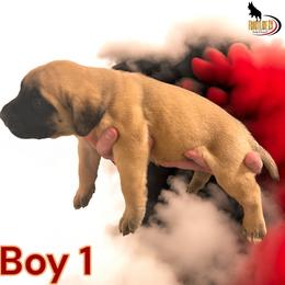 Mastiff Puppies from FrontlineK9 Boarding & Training LLC