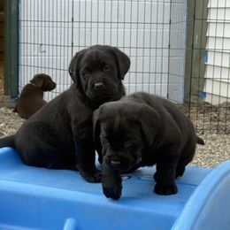 Blossom Girl Two - Chocolate female Labrador Retriever puppy in Waite Hill, Ohio from Hillstone Labradors