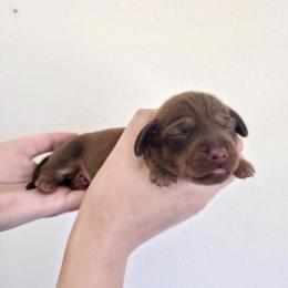 King - Chocolate male Dachshund puppy in Mobile, Alabama from Katrina's Dachshunds