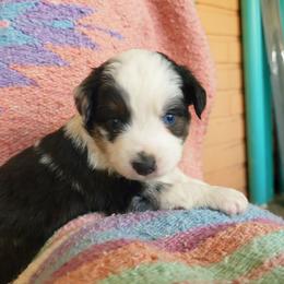 Zeke - Blue merle male Miniature Australian Shepherd puppy in Willard, Missouri from Stoney Brook Aussies