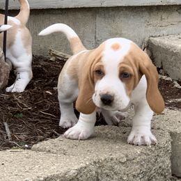 Basset Hound Puppies from Hoosier Basset Hounds