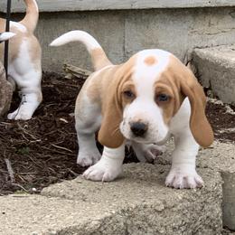 Basset Hound Puppies from Hoosier Basset Hounds