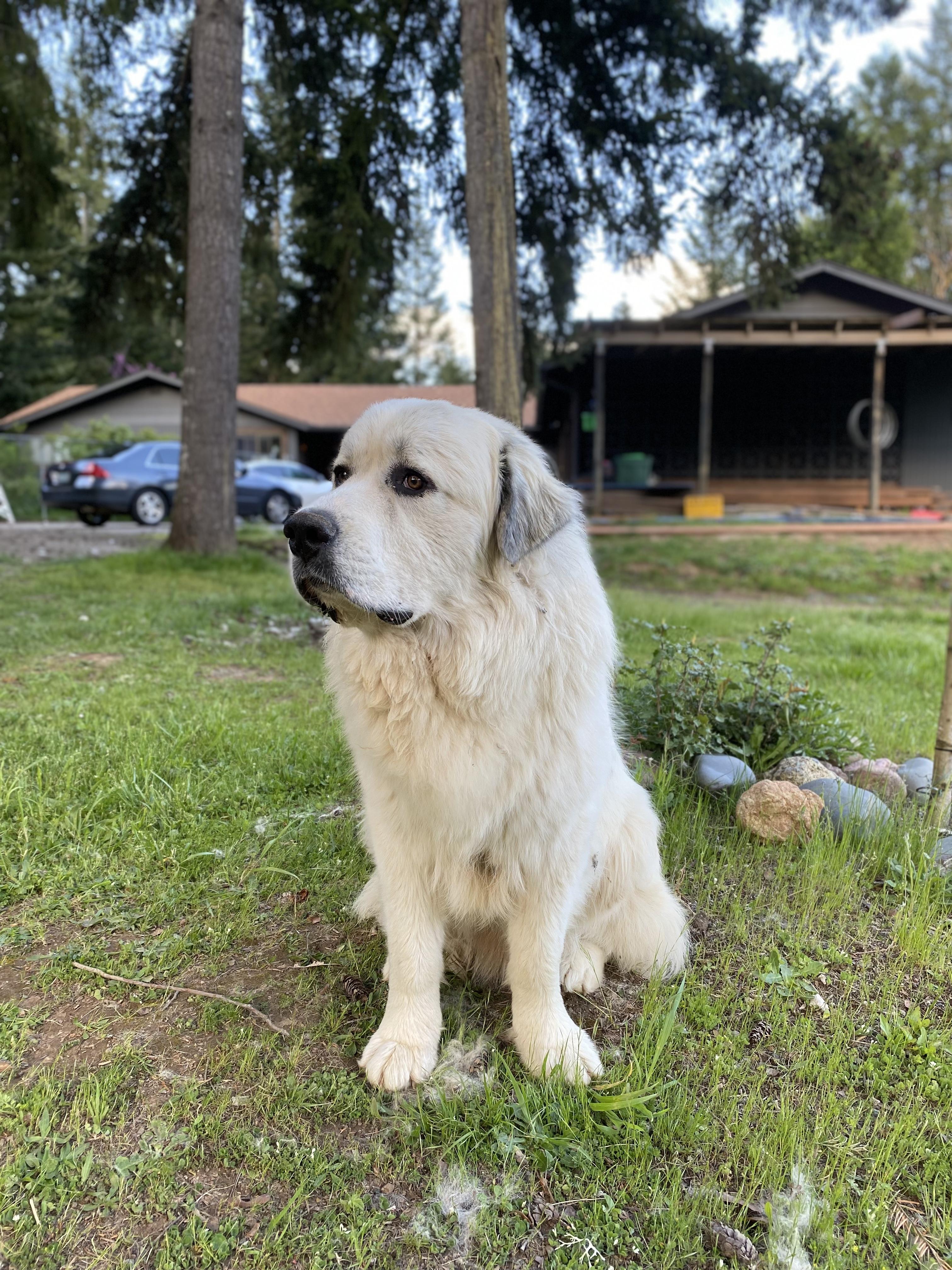 Loki