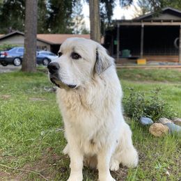 Loki - Great Pyrenees