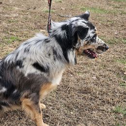 Rein - Australian Shepherd