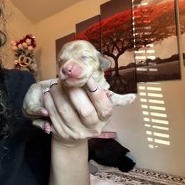 GIRL 1 - Cream female Dachshund puppy in Hutto, Texas from R.G. Dachshunds