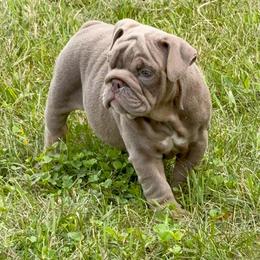 Shadow - Lilac tri-color female Bulldog puppy in Harrisburg, Pennsylvania from Central PA WiggleButts Bulldogs
