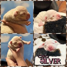 Silver - White female American Bully puppy in Princeton, Texas from District 12 Kennels