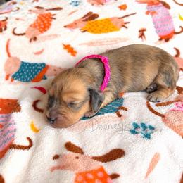Elena - Dapple female Dachshund puppy in Molino, Florida from Dooney's Dachshunds
