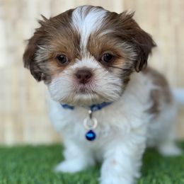 Venice - Liver male Shih Tzu puppy in San Tan Valley, Arizona from My Puppy Tzu