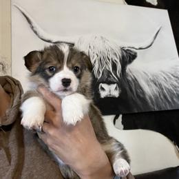 Boy 1 - Black and tan male Pembroke Welsh Corgi puppy in Chino Valley, Arizona from Blecker Kennel