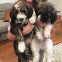 Bernedoodle and Poodle Puppies from Sunset Family Farm