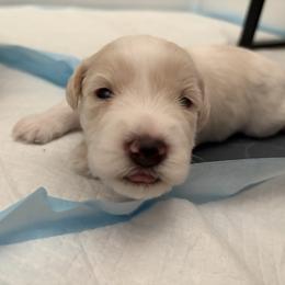Miniature Schnauzer Puppies from 92882 Schnauzerville