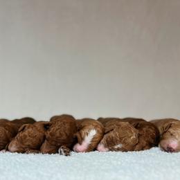 Poodle Puppies from Starcatcher Standard Poodles
