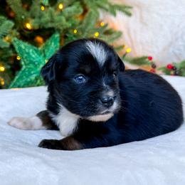 Spruce - Black tri male Miniature American Shepherd puppy in Idaho Falls, Idaho from Sugartop Minis