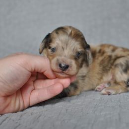 Boy 1 - Dapple Dachshund puppy in Homosassa, Florida from Foxies Doxies