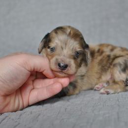 Boy 1 - Dapple Dachshund puppy in Homosassa, Florida from Foxies Doxies