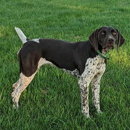 German Shorthaired Pointer All Grown Up from Shining Star GSP's