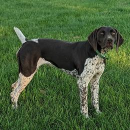 German Shorthaired Pointer All Grown Up from Shining Star GSP's