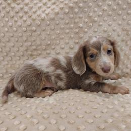 Puppy 5 - Fawn (isabella) and tan male Dachshund puppy in Krum, Texas from Dots N Spots Dachshunds