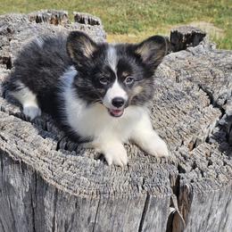 Back in black - Black and white female American Corgi puppy in Wichita, Kansas from Cow Creek Corgis