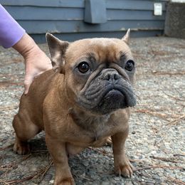 Regina George - French Bulldog