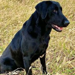 Jewel - Labrador Retriever