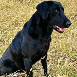 Jewel - Labrador Retriever