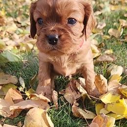 Cavalier King Charles Spaniel Puppies from Parker Puppies