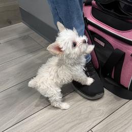 Denali - Parti female Yorkshire Terrier puppy in Eustis, Florida from Angel Spun Yorkies