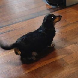 Katie - Dachshund