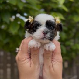 Butterfly Flutter (Pippin) - Brindle and white female Shih Tzu puppy in Cedar Hill, Texas from Puppy Paper House