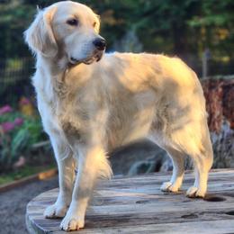 Golden Retriever puppies from Hoekema Homestead Goldens