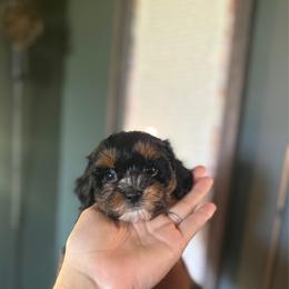 May - Black and tan female Cavapoo puppy in Fayette County, Ohio from Happy Tails