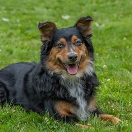Annie - Australian Shepherd