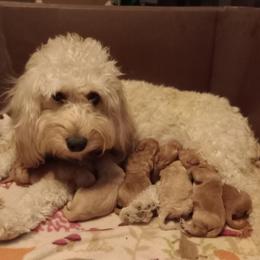 Goldendoodles from Maggie's Mini Goldendoodles