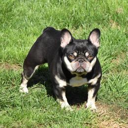 Matilda (Mattie) - Liver female French Bulldog puppy in Caledonia, New York from Raise The Woof Bulldogs