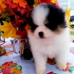 Pomeranian Puppies from Picky Chic Pomeranians
