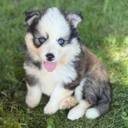 Skye - Tri-color female Pomsky puppy in Lewiston, Minnesota from Family Pomsky