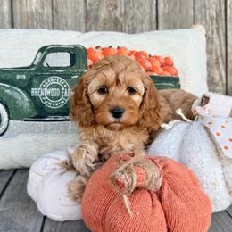 Nutmeg (Meg) - Golden female Cockapoo puppy in Preston, Idaho from Shaffer Top Notch Puppies