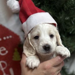 Boy 1 - Piebald male Dachshund puppy in Somerset, Pennsylvania from Rae’s Dapper Dachshunds