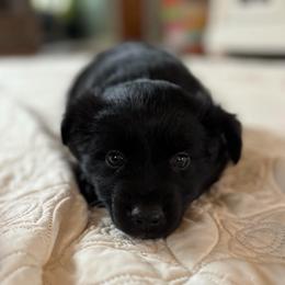 Lauren - Black female Australian Shepherd puppy in Flemington, New Jersey from Aislin Fields