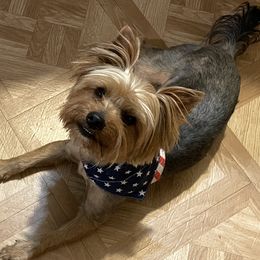 Teddy - Yorkshire Terrier