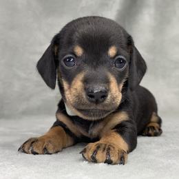 Male 2 - Black and tan male Dachshund puppy in Birmingham, Alabama from LongBottomDachshunds