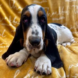 Winter - Black brown and white female Basset Hound puppy in Cleveland, Tennessee from Smokey Mtn Bassets