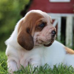 Curly - Mahogany and white female Basset Hound puppy in Pollock, Missouri from Northstar