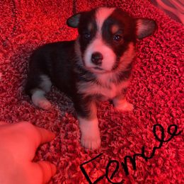 American Corgi and Pembroke Welsh Corgi Puppies from Twisted M Corgi’s