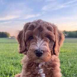 Hickory - Brown and white male Bernedoodle puppy in Copenhagen, New York from Moser’s Mapleridge Farm